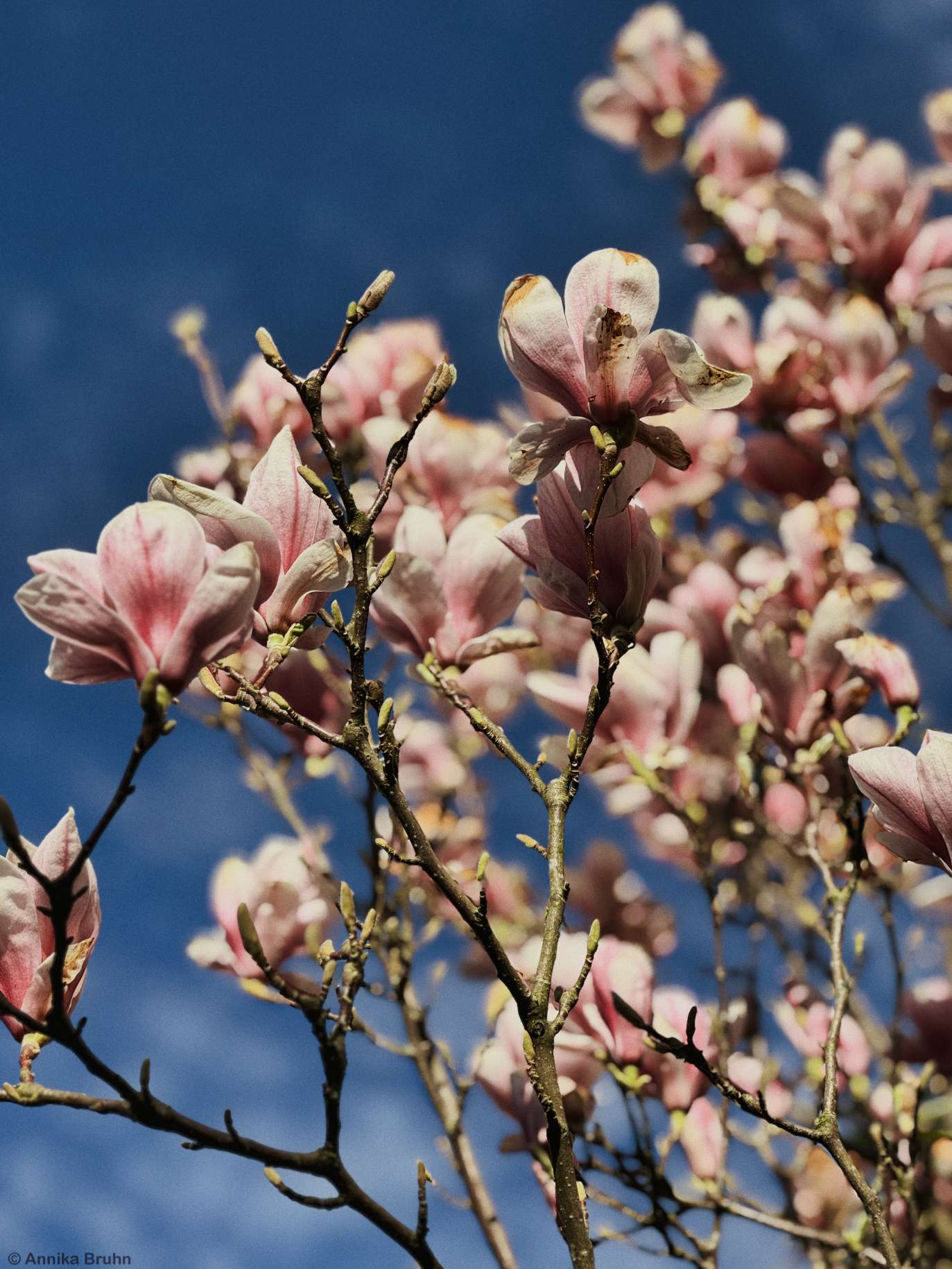 Magnolien Baum